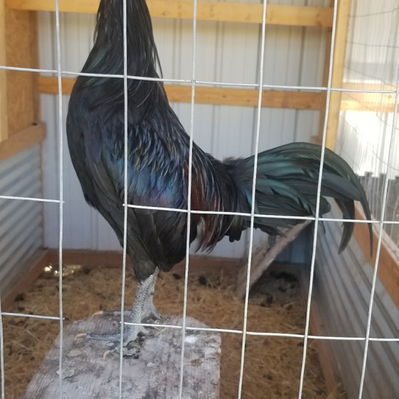 Meet your Posher, Jeremy - Picture 1 of 1